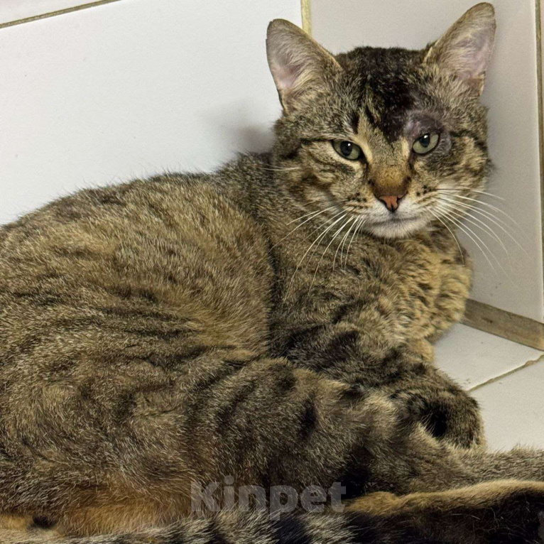 Кошки в Москве: Зеленоглазый Вася ждет свою семью на улице Мальчик, Бесплатно - фото 5