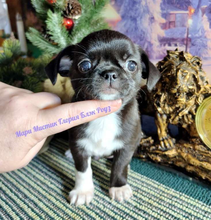 Собаки в Санкт-Петербурге: Глория Блэк Роуз чихуахуа чёрного с белым окраса Девочка, 80 000 руб. - фото 1