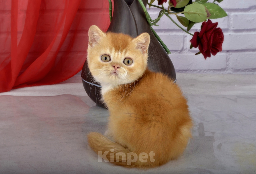 Кошки в Санкт-Петербурге: Британский солнечный котик Мальчик, 55 000 руб. - фото 5