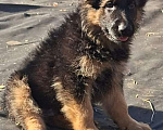 Собаки в Иркутске: Немецкая овчарка длинношерстная Мальчик, 50 000 руб. - фото 3