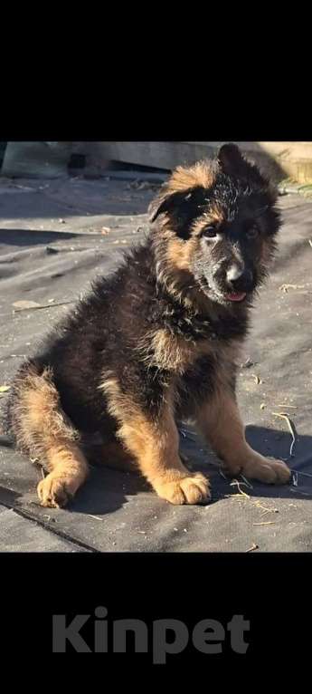 Собаки в Иркутске: Немецкая овчарка длинношерстная Мальчик, 50 000 руб. - фото 3