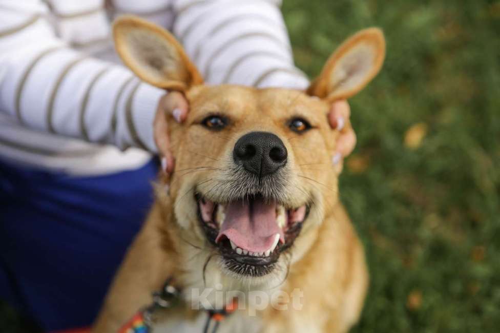 Собаки в Санкт-Петербурге: Совершенно чудесная, добрая и милая молодая собака Девочка, Бесплатно - фото 6