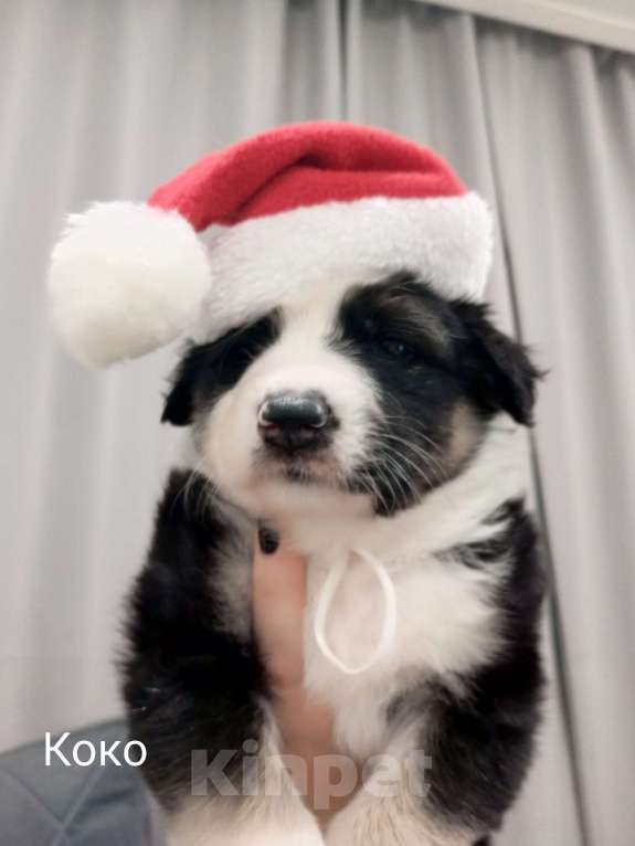 Собаки в Москве: Щенок в добрые руки Девочка, Бесплатно - фото 3