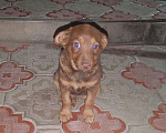 Собаки в Краснодаре: Отдам в добрые руки милого щенка  Мальчик, Бесплатно - фото 1