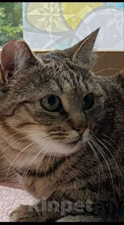 Кошки в Санкт-Петербурге: Ксюша Девочка, 500 руб. - фото 1