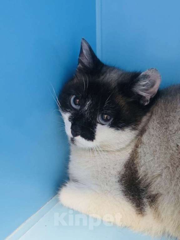 Кошки в Москве: Теона ищет дом Девочка, Бесплатно - фото 4