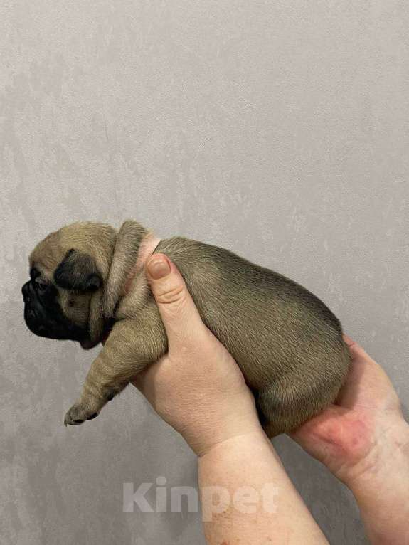 Собаки в Москве: Продаются щенки Французского Бульдога Разнополые, 38 000 руб. - фото 6