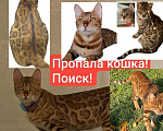 Кошки в Курганинске: Поиск! Пропала кошка г. Курганинск Девочка, 20 000 руб. - фото 1