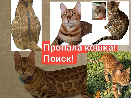 Поиск! Пропала кошка г. Курганинск