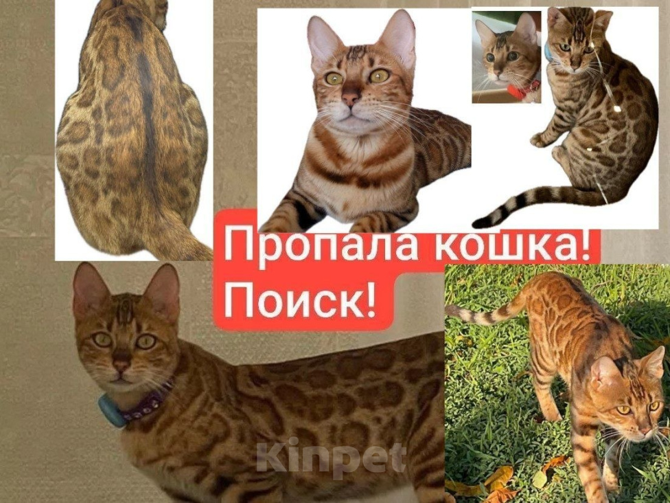 Кошки в Курганинске: Поиск! Пропала кошка г. Курганинск Девочка, 20 000 руб. - фото 1