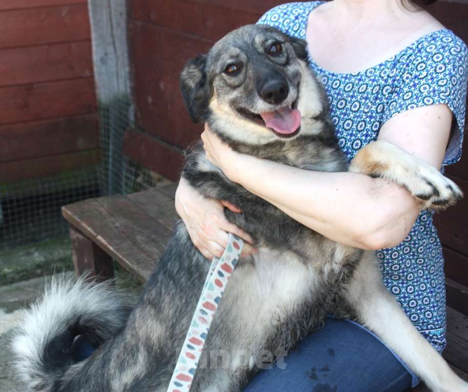 Собаки в Москве: Ласковая, жизнерадостная, позитивная Златочка ждет свою семью, мечтает о доме. Девочка, Бесплатно - фото 1