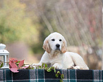 Собаки в Воронеже: Шикарный щенок золотистого ретривера  Мальчик, 40 000 руб. - фото 10