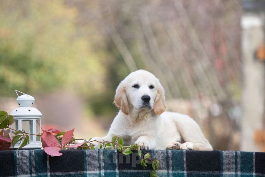 Собаки в Воронеже: Шикарный щенок золотистого ретривера  Мальчик, 60 000 руб. - фото 10