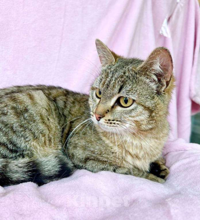 Кошки в Москве: Хома - кот, который делает погоду в доме! В добрые руки Мальчик, Бесплатно - фото 6