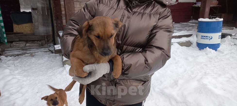 Собаки в Ангарске: Отдам собачку в добрые руки. Мальчик, Бесплатно - фото 2