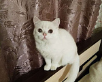 Кошки в Санкт-Петербурге: Купить шотландского плюшевого котенка Мальчик, 25 000 руб. - фото 3