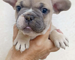Собаки в Белореченске: Французский бульдог  Мальчик, 25 000 руб. - фото 2