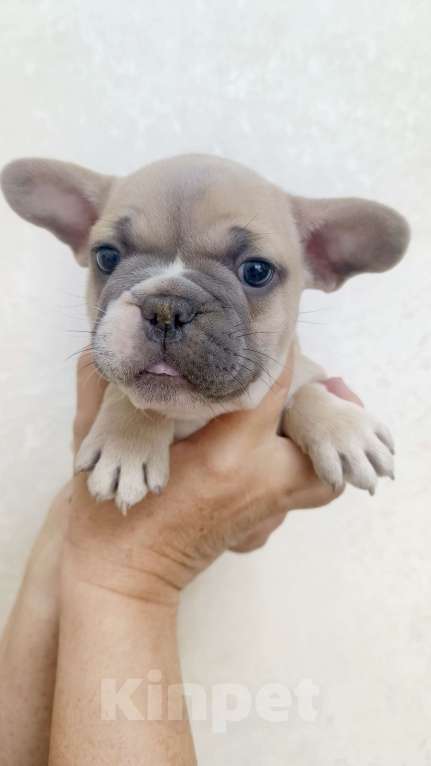 Собаки в Белореченске: Французский бульдог  Мальчик, 25 000 руб. - фото 2