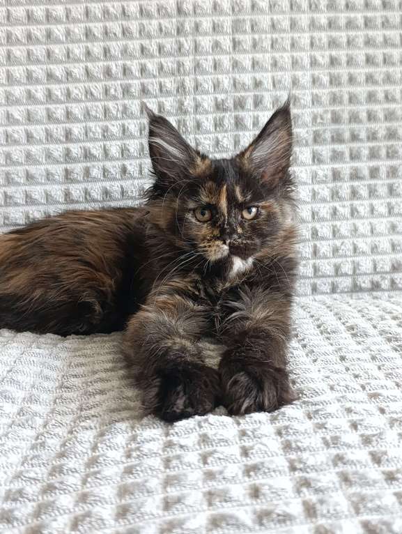 Кошки в Екатеринбурге: Шикарные девочки породы мейн-кун! Девочка, 30 000 руб. - фото 4