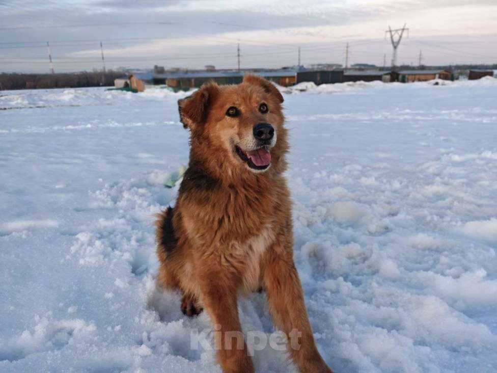Собаки в Воскресенске: Сладкая булочка с корицей Мальчик, Бесплатно - фото 6