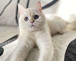 Кошки в Москве: Шотландский котенок  Девочка, 25 000 руб. - фото 5