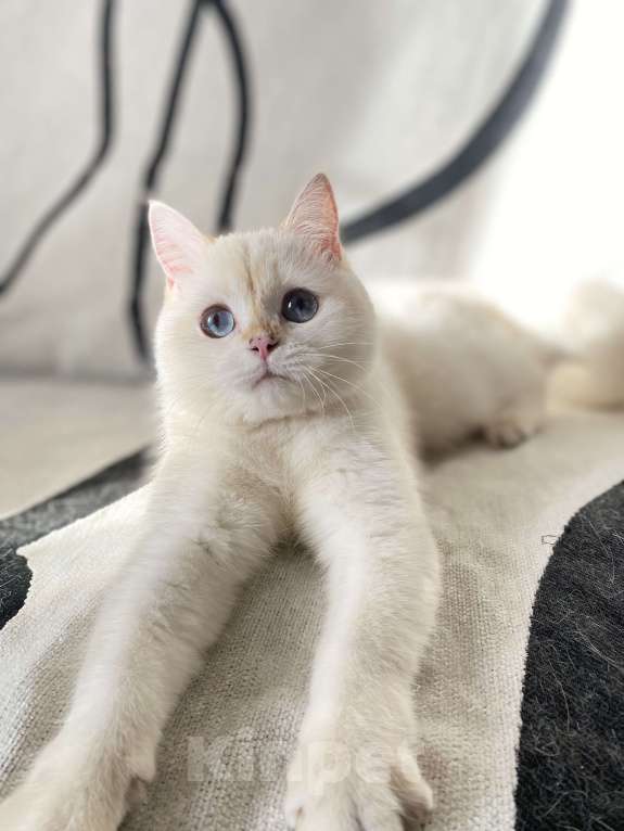 Кошки в Москве: Шотландский котенок  Девочка, 25 000 руб. - фото 5