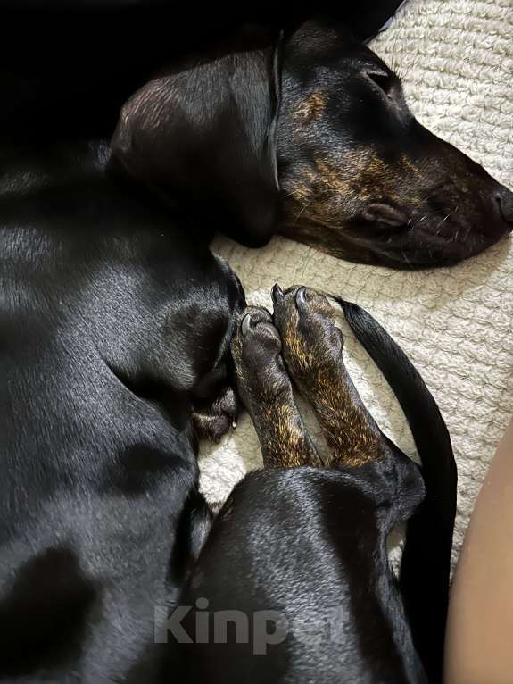 Собаки в Тюмени: Продам мини-таксу Девочка, 10 000 руб. - фото 6