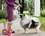 Собаки в Москве: Вязка  Мальчик, 30 000 руб. - фото 5