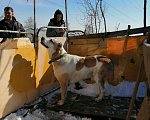Собаки в Черепаново: алабай вязка, Бесплатно - фото 7