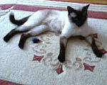 Кошки в Симферополе: Вязка с тайским сиамским котиком., 2 000 руб. - фото 8