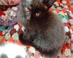 Кошки в Волгограде: продаю котят Мальчик, 1 000 руб. - фото 3