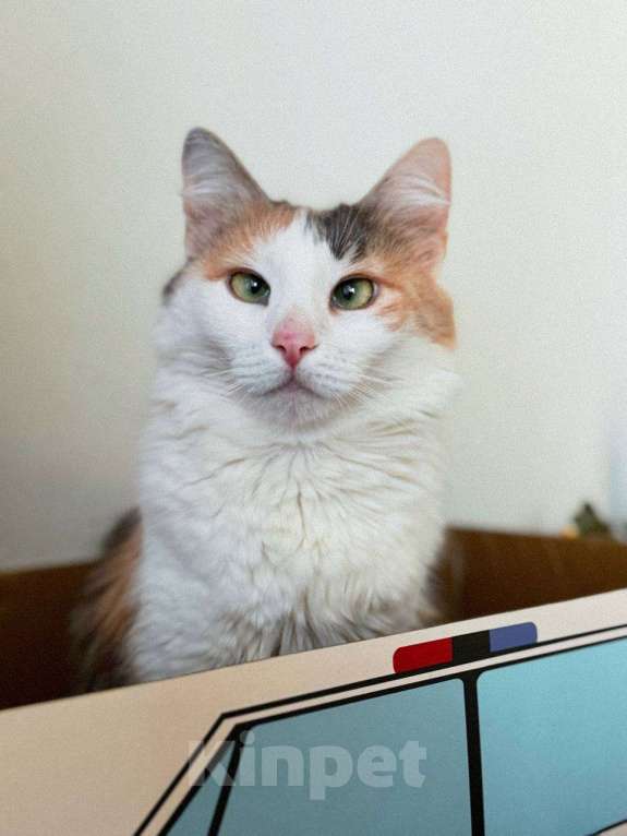 Кошки в Балашихе: Айрис Девочка, Бесплатно - фото 3