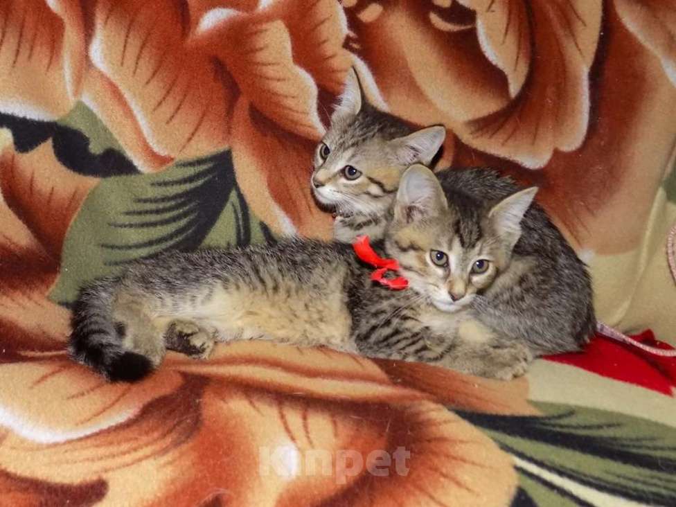 Кошки в Москве: Оцикет девочки (маленькие рыси) Девочка, 20 000 руб. - фото 7