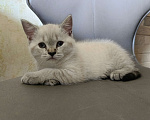 Кошки в Ростове-на-Дону: Шотландский прямоухий котёнок Девочка, 5 000 руб. - фото 3