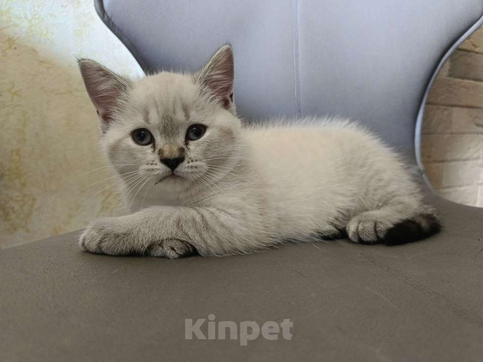 Кошки в Ростове-на-Дону: Шотландский прямоухий котёнок Девочка, 5 000 руб. - фото 3