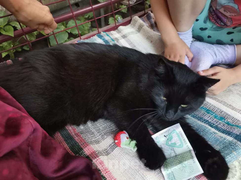 Кошки в Королеве: Пропал кот Мальчик, Бесплатно - фото 6