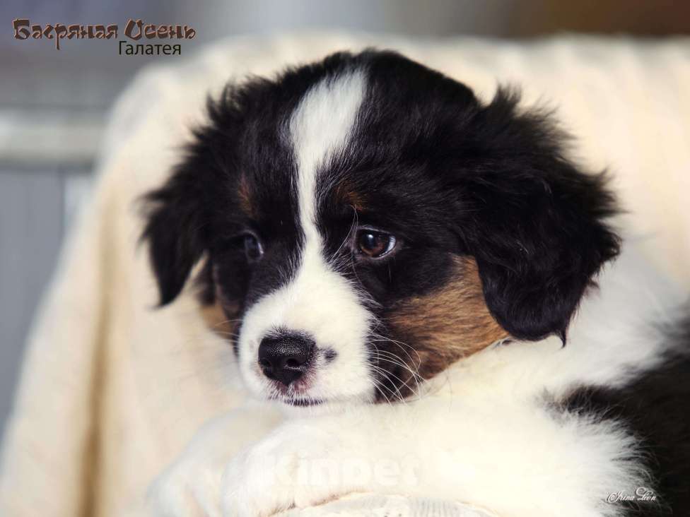 Собаки в других городах Московской области: Продается девочка миниаусси Девочка, 60 000 руб. - фото 5