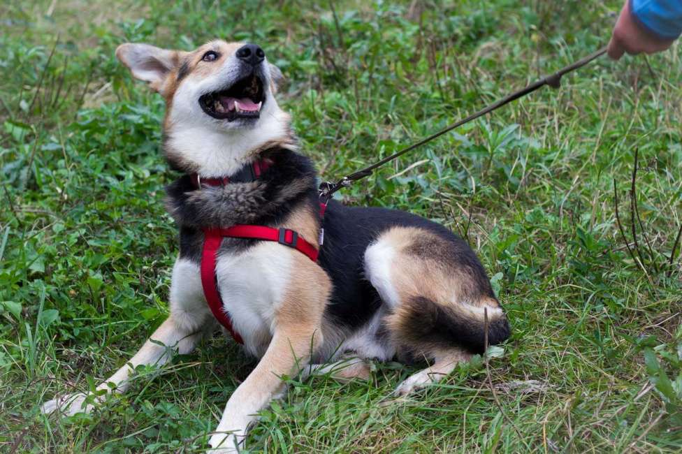 Собаки в Москве: Малыш Мальчик, Бесплатно - фото 3