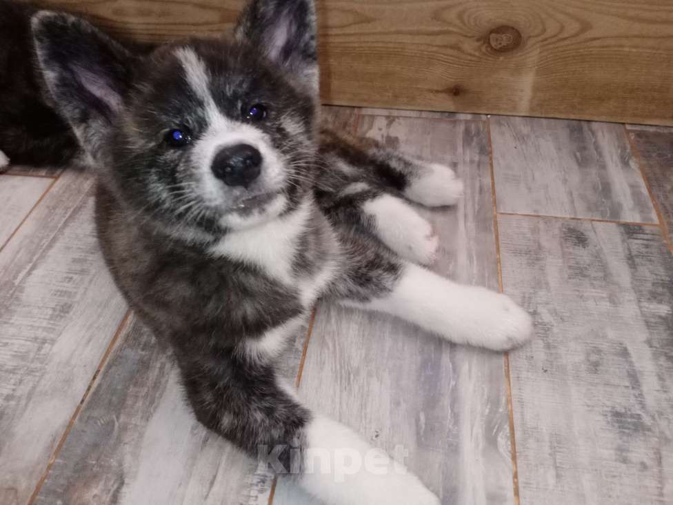 Собаки в Санкт-Петербурге: Щенки Акита ину  Девочка, Бесплатно - фото 2