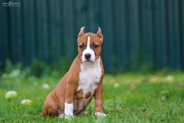 Собаки в Москве: Щенки Американского стаффтерьера Девочка, 80 000 руб. - фото 2