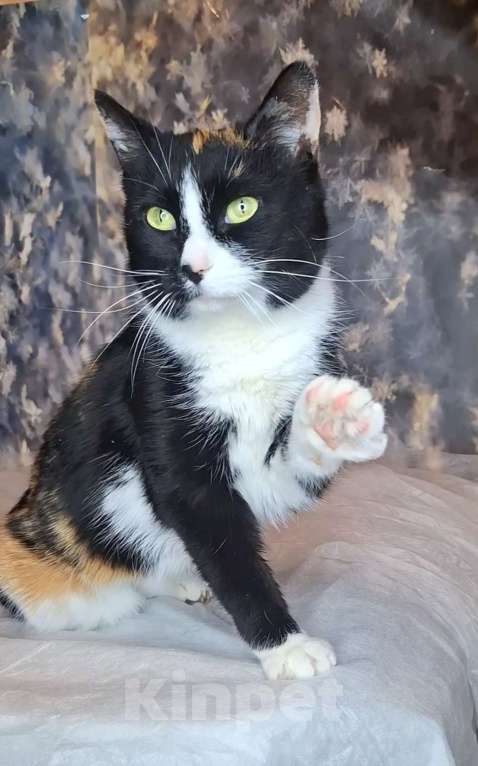 Кошки в Москве: Танцующая кошка в добрые руки  Девочка, Бесплатно - фото 3