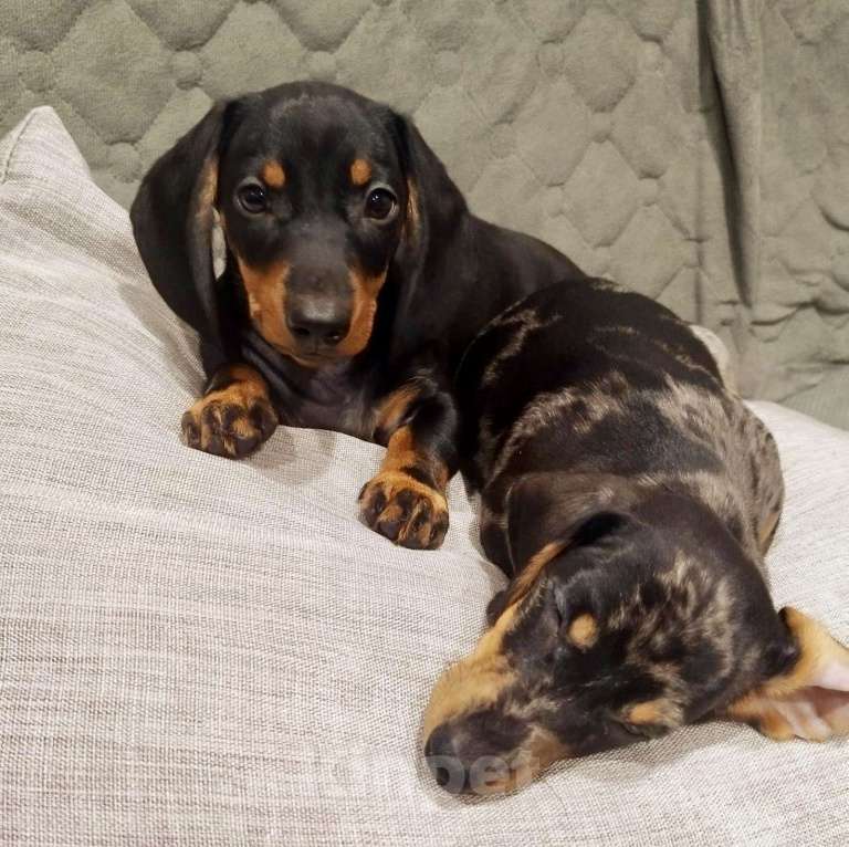 Собаки в Москве: Две сестрички Девочка, 50 000 руб. - фото 5