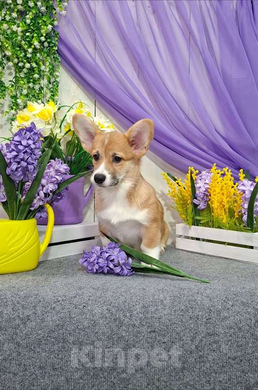 Собаки в Новосибирске: Вельш Корги Пемброк Девочка, 60 000 руб. - фото 4