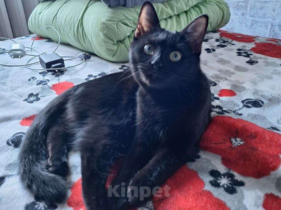 Кошки в Липецке: Чёрная как тень - Эшли) Девочка, Бесплатно - фото 3