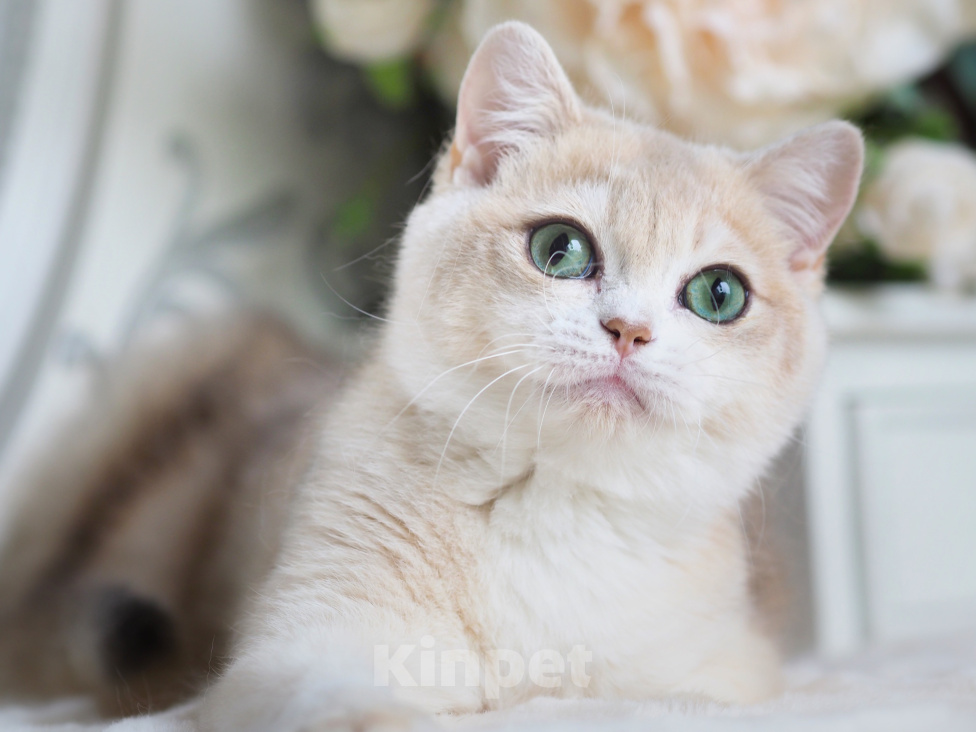 Кошки в Владивостоке: Котенок с медовым характером Девочка, 80 000 руб. - фото 2