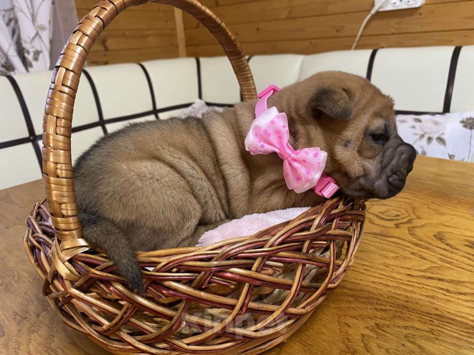 Собаки в Москве: Щенок шарпея  Девочка, Бесплатно - фото 2