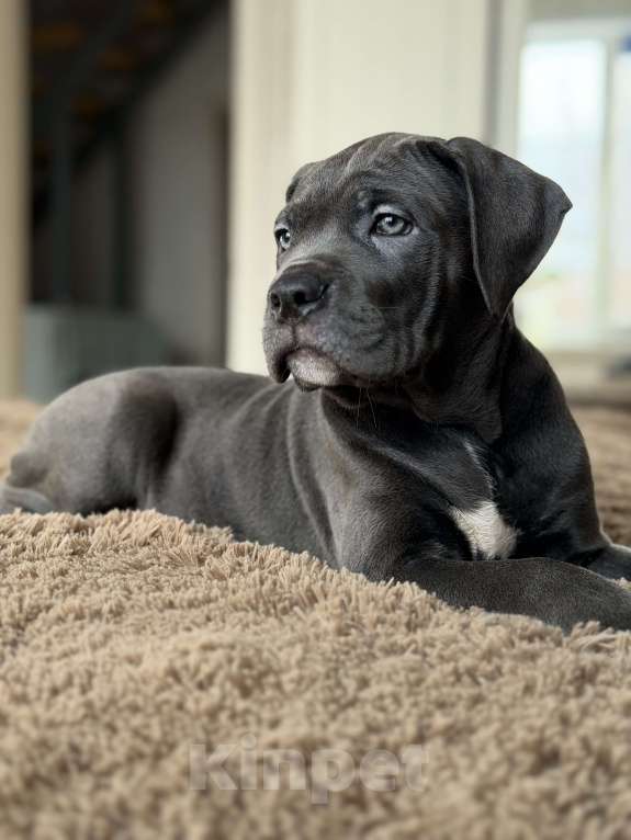 Собаки в Краснодаре: Щенки Кане корсо Девочка, 60 000 руб. - фото 7