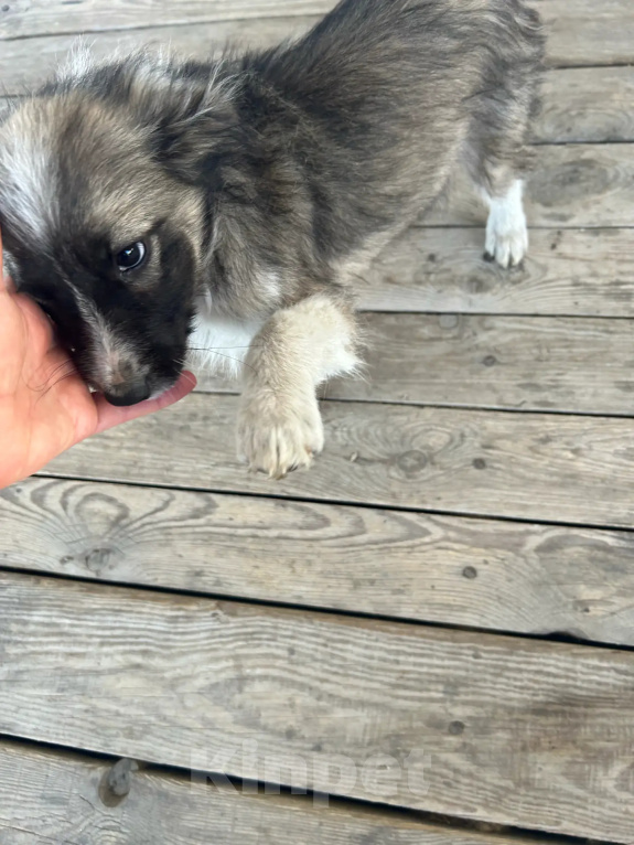 Собаки в Москве: Щенок-девочка в добрые руки! Девочка, Бесплатно - фото 9