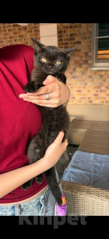 Кошки в Москве: котенок британский в дар Девочка, Бесплатно - фото 1