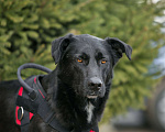 Собаки в Москве: Харизматичный Вилли ищет семью! Мальчик, Бесплатно - фото 5
